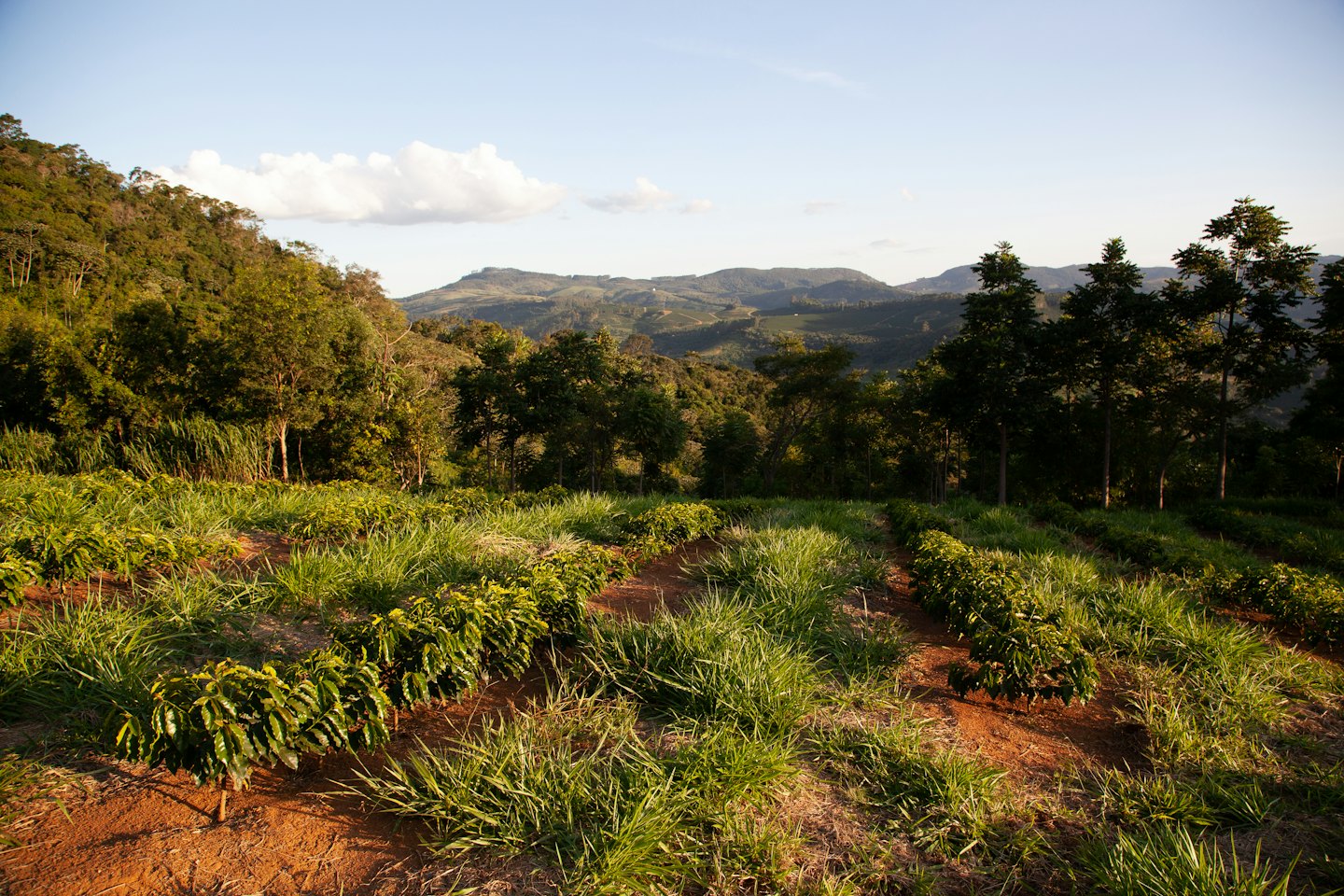 Young coffee plants grow on a hillside overlooking distant mountains.